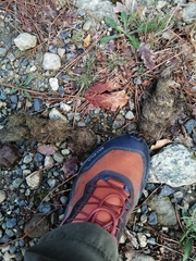 Canis lupus italicus