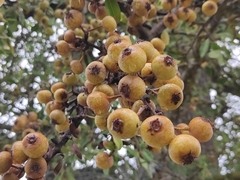 Pyrus spinosa