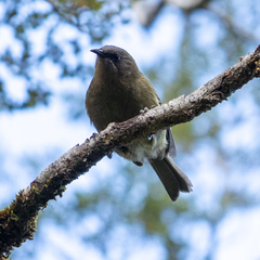 Anthornis melanura melanura