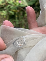 Luthrodes pandava peripatria