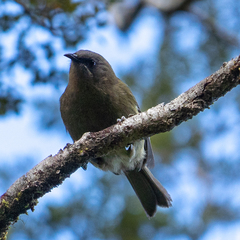 Anthornis melanura melanura