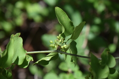 Smilax bona-nox
