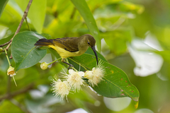 Nectariniidae