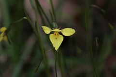 Diuris chryseopsis