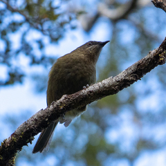 Anthornis melanura melanura
