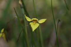 Diuris chryseopsis