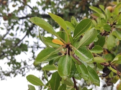 Pyrus spinosa