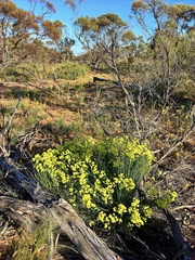 Glischrocaryon behrii