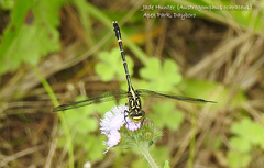 Austrogomphus ochraceus