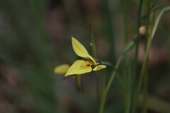 Diuris chryseopsis