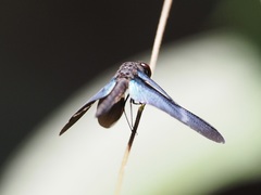 Zenithoptera lanei