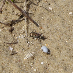 Cicindela hybrida hybrida
