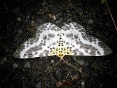 Metabraxas clerica