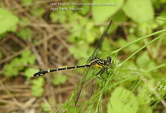 Austrogomphus ochraceus