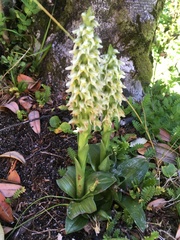 Brachystele unilateralis