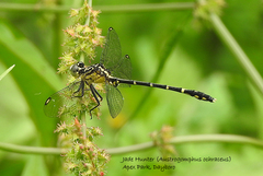 Austrogomphus ochraceus