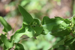 Smilax bona-nox