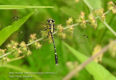 Austrogomphus ochraceus