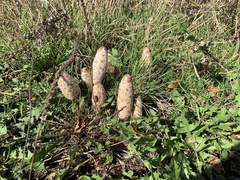 Coprinus comatus