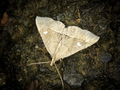Cidariplura gladiata