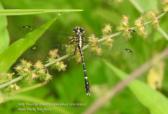 Austrogomphus ochraceus