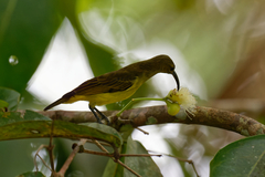 Nectariniidae