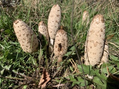 Coprinus comatus