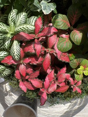 Fittonia albivenis