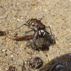 Cicindela hybrida hybrida