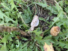 Coprinus comatus