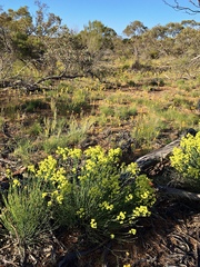 Glischrocaryon behrii