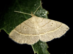 Paracolax trilinealis
