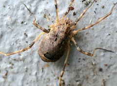 Odiellus spinosus