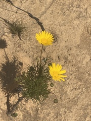 Euryops abrotanifolius