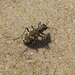 Cicindela hybrida hybrida