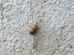Odiellus spinosus