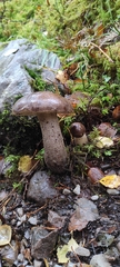 Leccinum variicolor