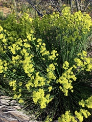 Glischrocaryon behrii