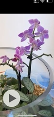 Phalaenopsis