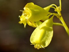 Glischrocaryon behrii