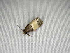 Epinotia bicolor