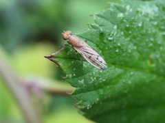 Opomyza