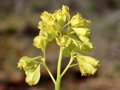 Glischrocaryon behrii