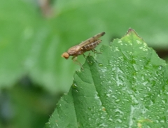 Opomyza