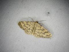 Idaea auricruda