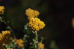 Ozothamnus obcordatus