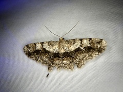 Satoblephara parvularia