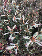 Stenanthera conostephioides