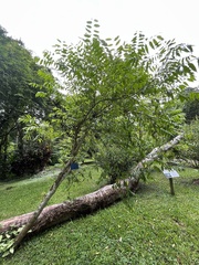 Glochidion sphaerogynum