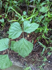 Neustanthus phaseoloides